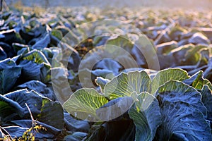 Frost on savoy cabbage field