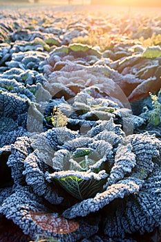 Frost on savoy cabbage field