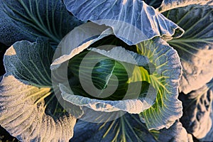 Frost on savoy cabbage field