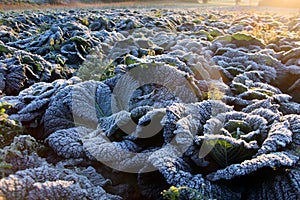 Frost on savoy cabbage field photo