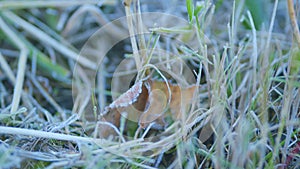 Frost season icy crystals on leafs and plants. Frozen leafs lie on green grass. Close up.