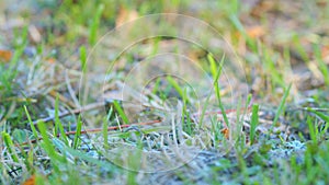 Frost season icy crystals on leafs and plants. Frozen leafs lie on green grass. Rack focus.