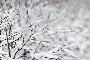 Frost snow-covered bush stem on the icy ground winter, snow covered bushes without leaves, selective focus.