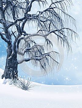 Frost and Snow Covered Tree in Cold Winter