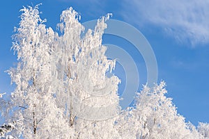 Frost and snow covered trees