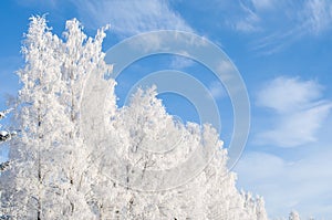 Frost and snow covered trees