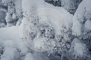 Frost and snow on a pine branch