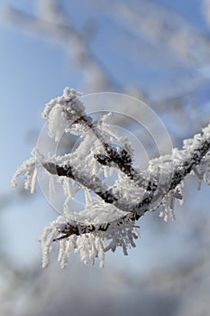 frost snow tree ice
