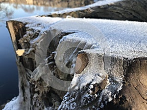 Frost on stump in early morning