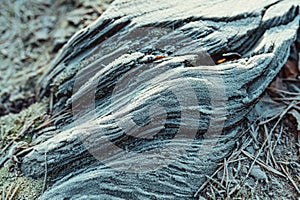 Frost on stump and leaves