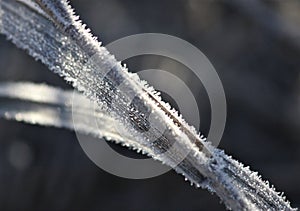 Frost Sunlit on Grass Leaves photo