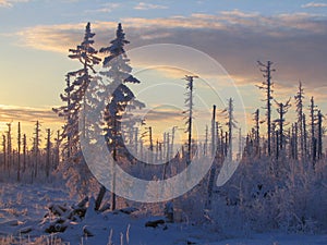 Frost in taiga