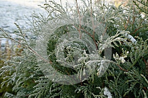 Frost on thuja branches close-up