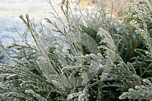 Frost on thuja branches close-up