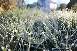 Frost tipped grass