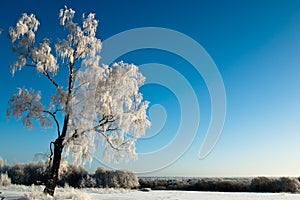 Frost tree