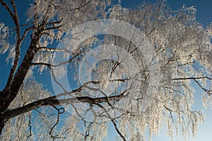 Frost tree