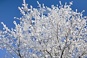 Frost tree