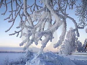 Gelo sul un albero 