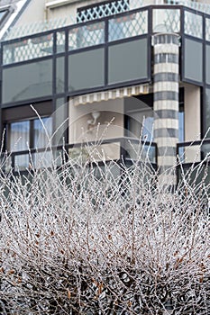 Frost tree branches and modern apartment building in background