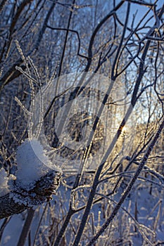 Frost on tree branches in winter forest