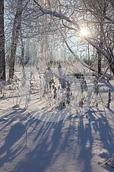 Frost on tree branches in winter forest