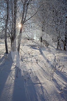 Frost on tree branches in winter forest