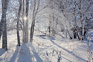 Frost on tree branches in winter forest