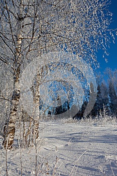 Frost on tree branches in winter forest