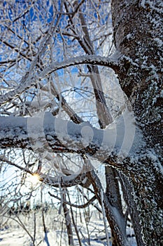 Frost on tree branches in winter forest