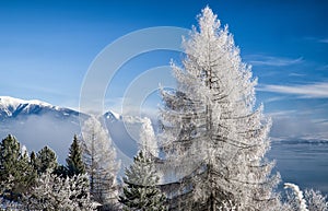 Frost on tree and lake Liptovska Mara, Slovakia