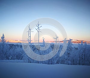 Frost on a tree, pink mountains in Arjeplog