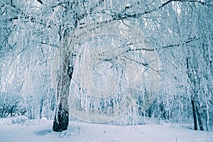 Frost tree in winter forest on morning with fresh snow