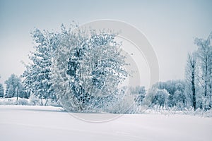Frost tree in winter forest on morning with fresh snow
