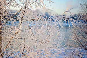 Frost on the trees.