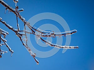 Frost on trees in a beautiful blue sky