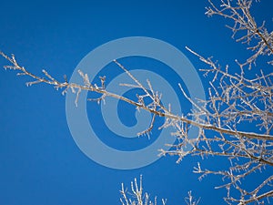 Frost on trees in a beautiful blue sky