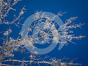 Frost on trees in a beautiful blue sky