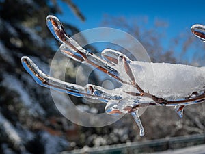 Frost on trees in a beautiful blue sky