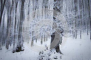 Frost on trees in a beautiful forest with fog in winter