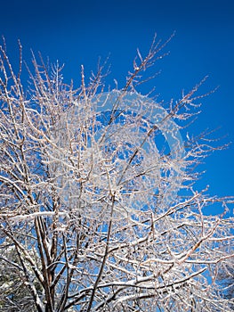 Frost on trees in a beautiful winter landscape