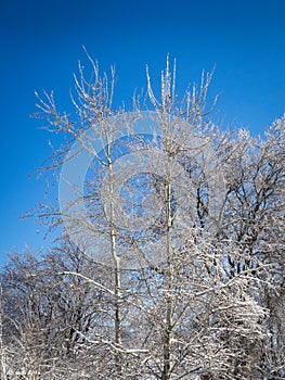 Frost on trees in a beautiful winter landscape