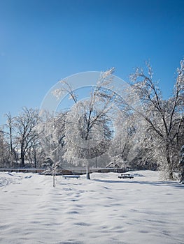 Frost on trees in a beautiful winter landscape