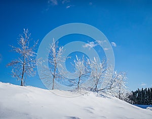 Frost on trees in a beautiful winter landscape