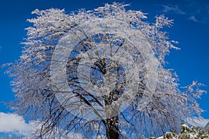 Frost on trees in a beautiful winter landscape