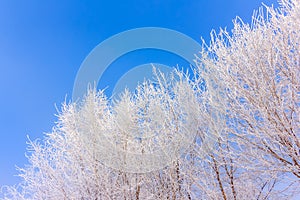 Frost on trees in blue sky winter mornimg