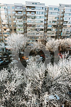 Frost in trees, Bucharest, Romania