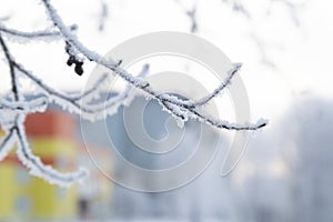 Frost on the trees in the city park.Snowfall in the city.The first snow