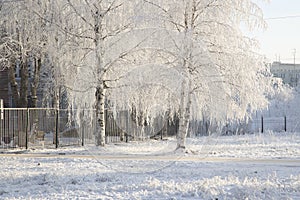 Frost on the trees in the city park.Snowfall in the city.The first snow