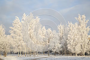 Frost on the trees in the city park.Snowfall in the city.The first snow